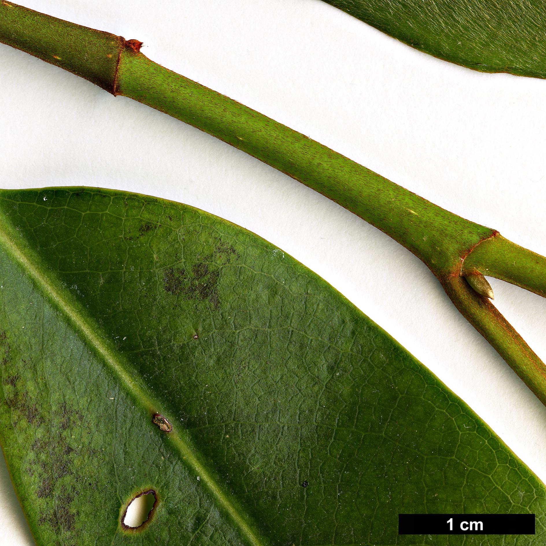 High resolution image: Family: Magnoliaceae - Genus: Magnolia - Taxon: cavaleriei - SpeciesSub: var. platypetala